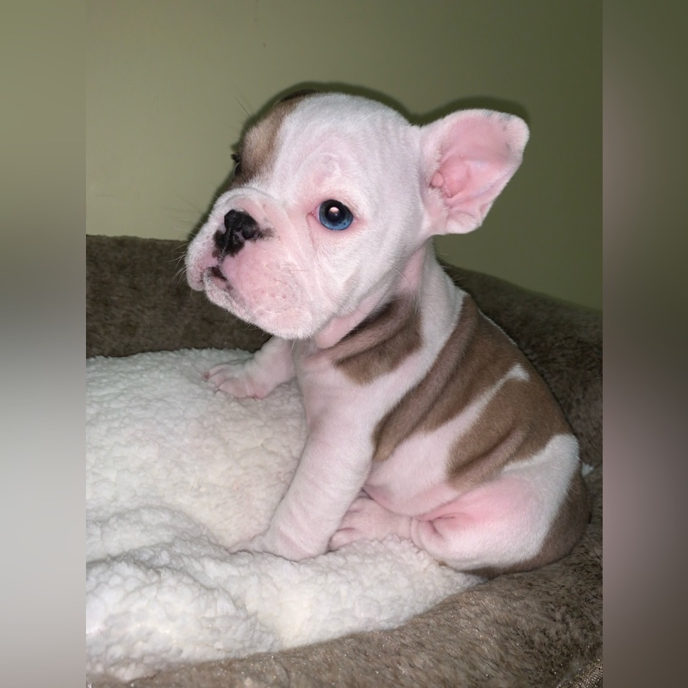 ❤️ To get Notified when I go live! 🐶 🐾 🕯️